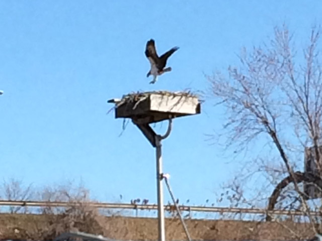 View the Osprey Cam