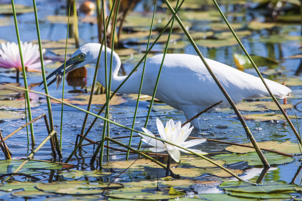 Brick Yard Point attracts a variety of bird species and wildlife. (Photo courtesy of Phil Atiyeh)